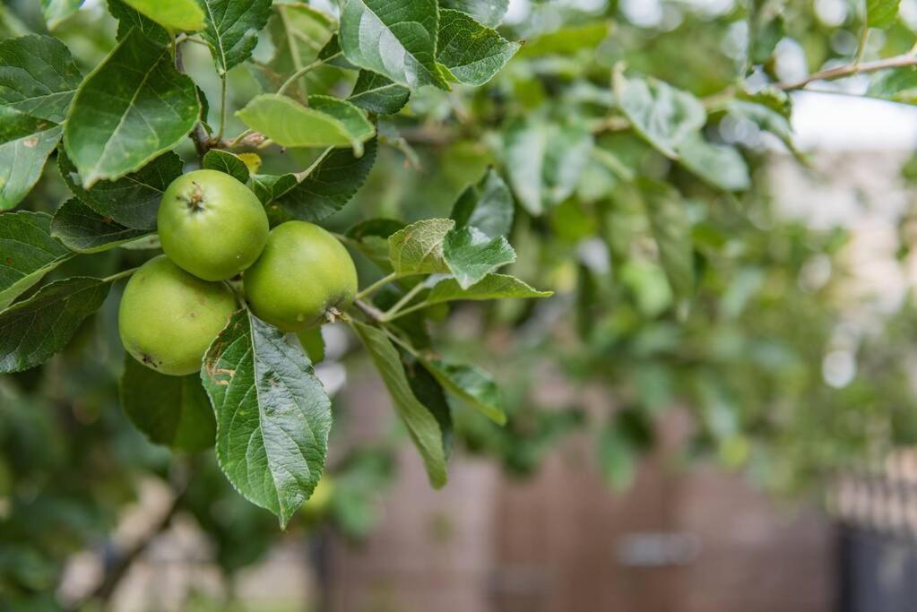 Heritage Cottage - Charming And Stylish Home With Lovely Garden Walmer Exteriér fotografie